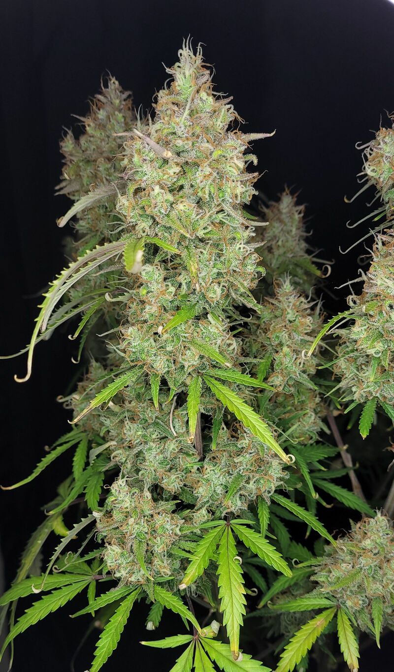 Pound Cake Auto, Фасовка: 1, изображение 29